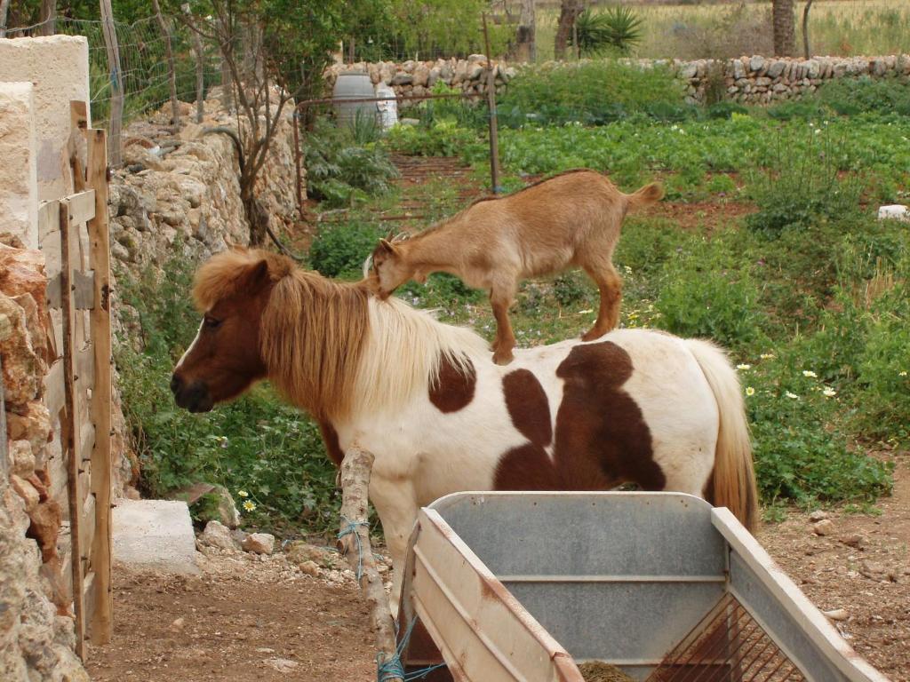 Agroturismo Finca Son Sala Campos  Buitenkant foto