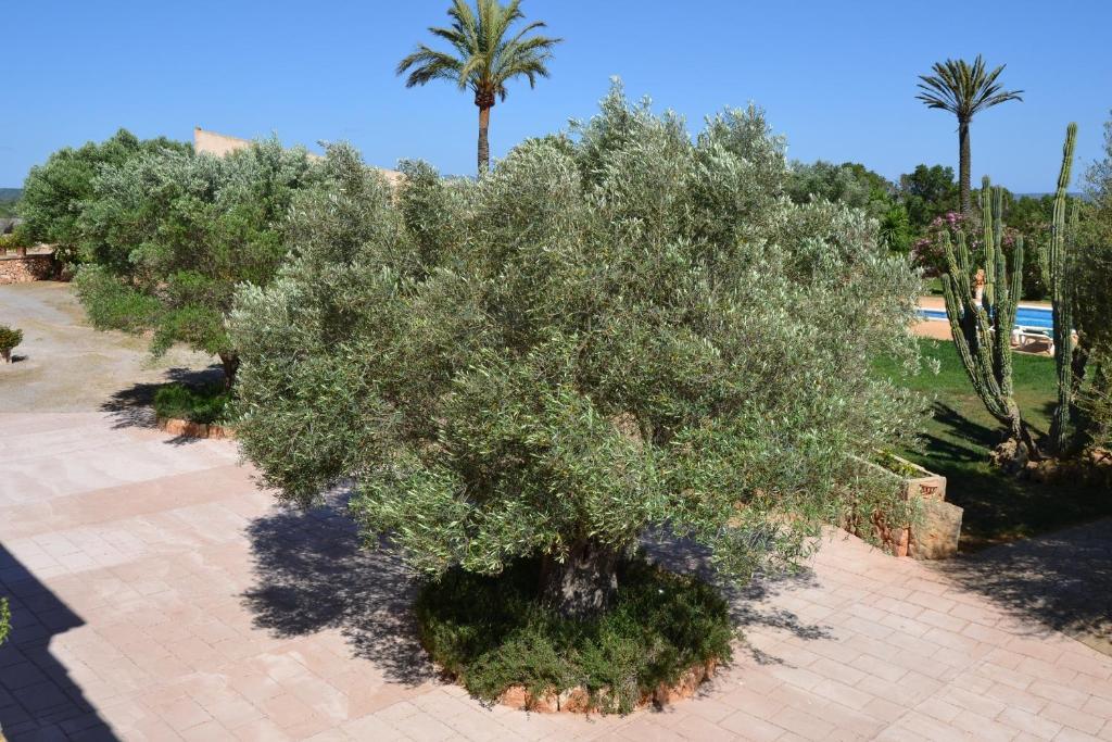 Agroturismo Finca Son Sala Campos  Buitenkant foto